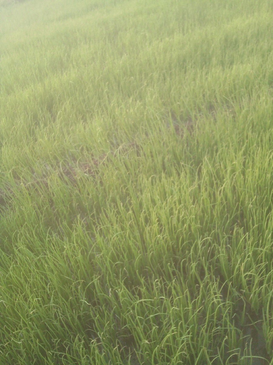 લીલોરોપ.વેસવાનોસે.સફેદસે.બુધેલન
