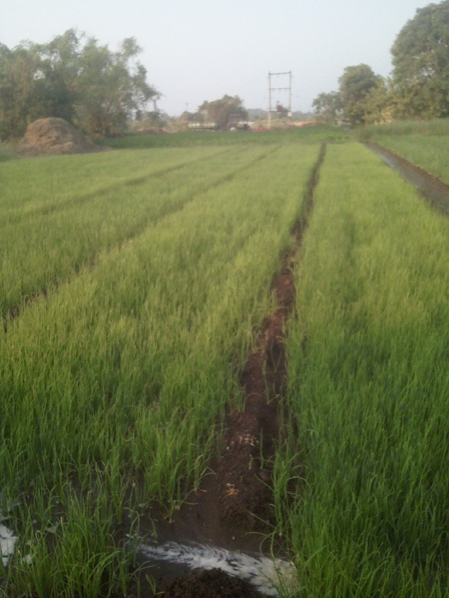 લીલોરોપ.વેસવાનોસે.સફેદસે.બુધેલન