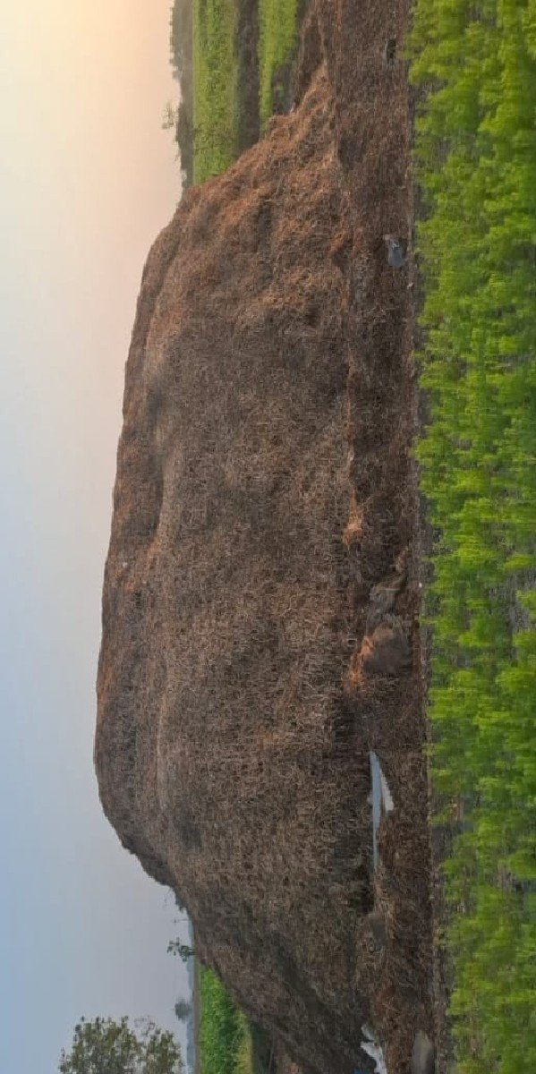 માંડવી નો કોરો ભૂકો