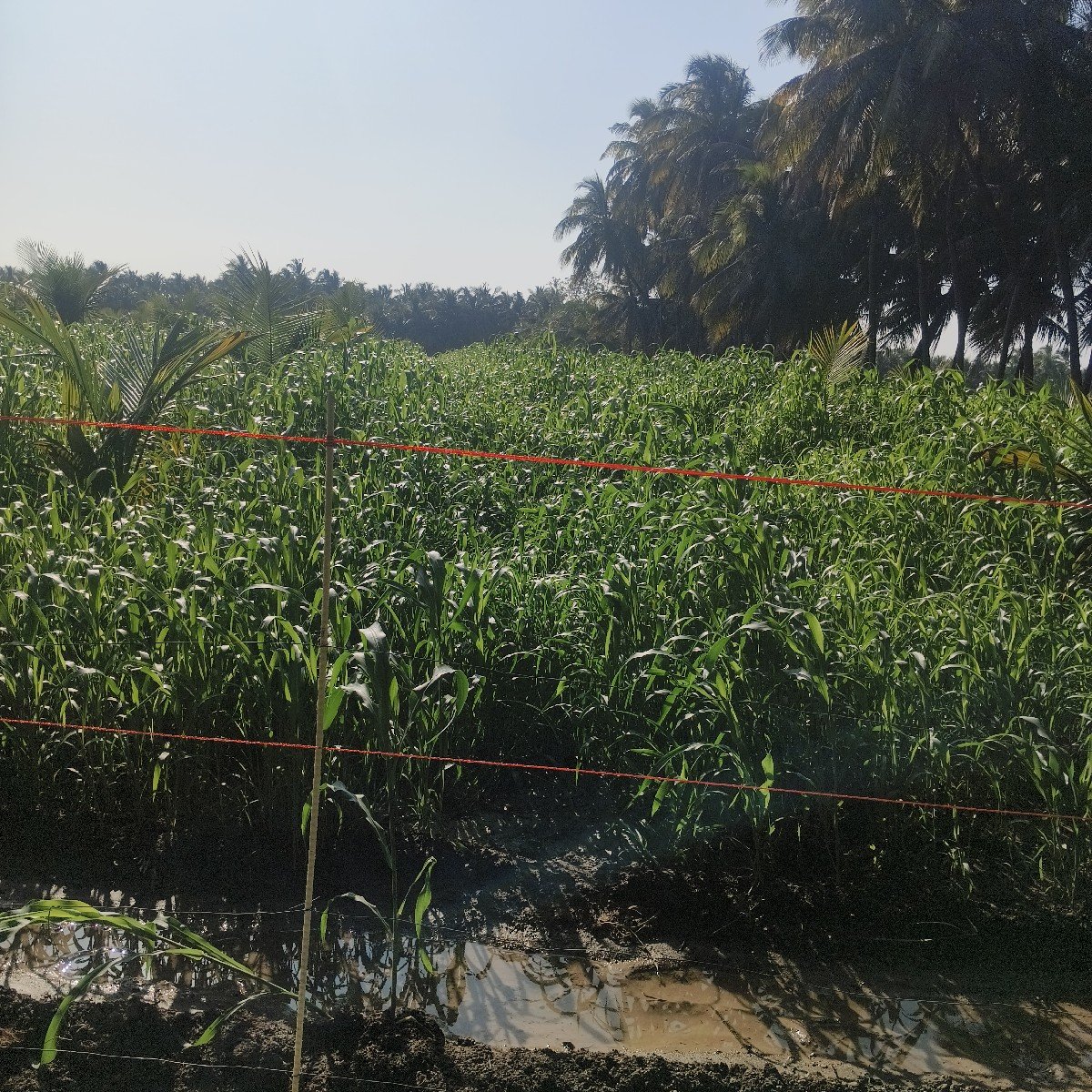 જુવાર નો ચારો વેચવાનો છે