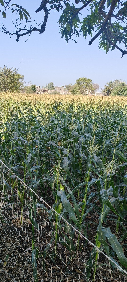 મકાઈ ના ડોડા