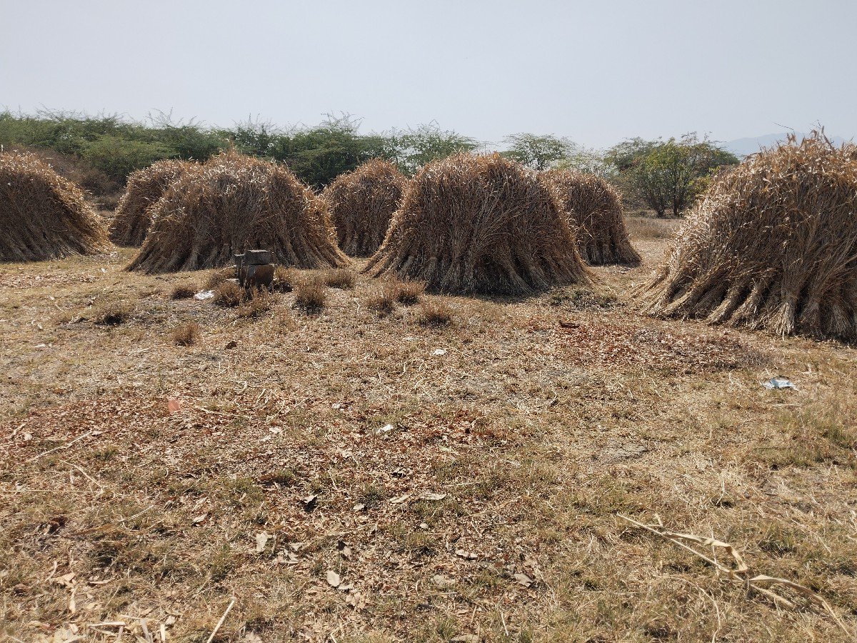 જુવારની નીરણ વેચવાની છે