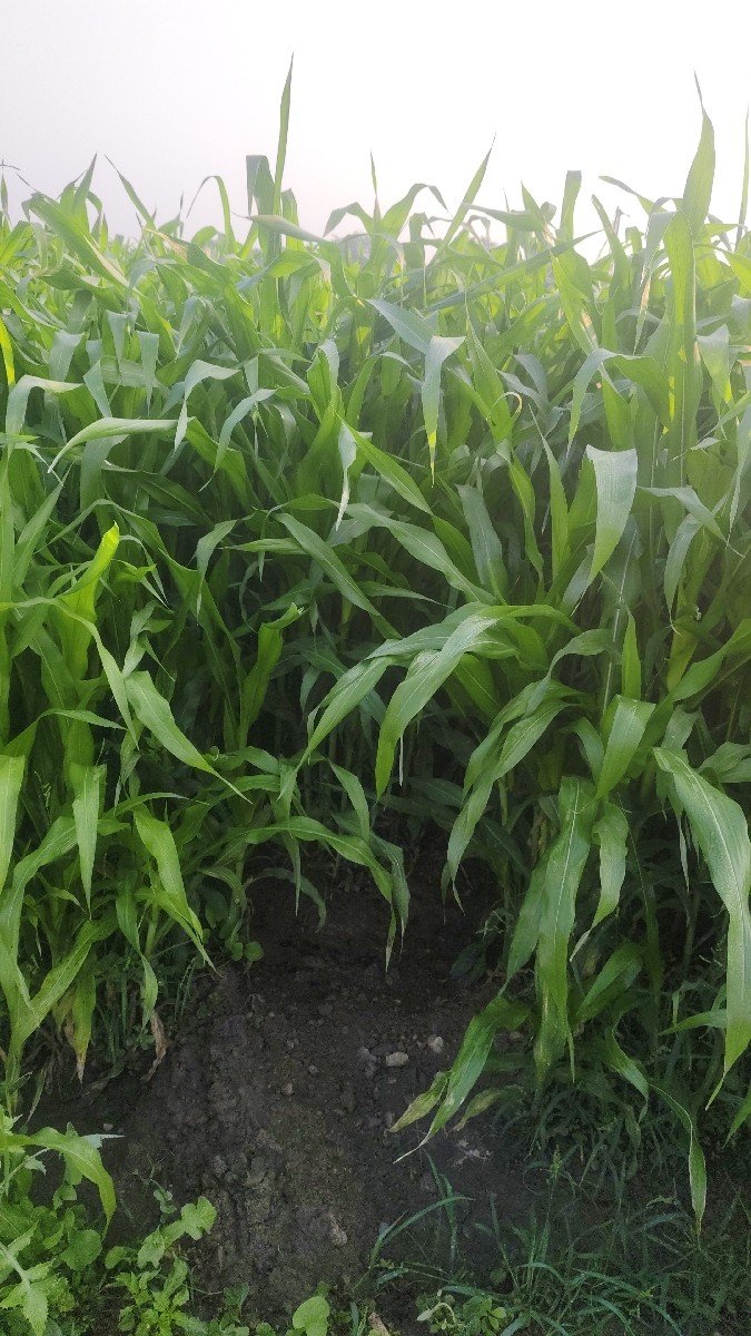 લીલી મકાઈ વેચવાની છે