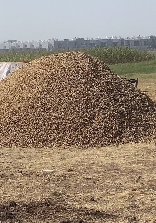 જી —20   મગફળી કોરી છે. 8980946965