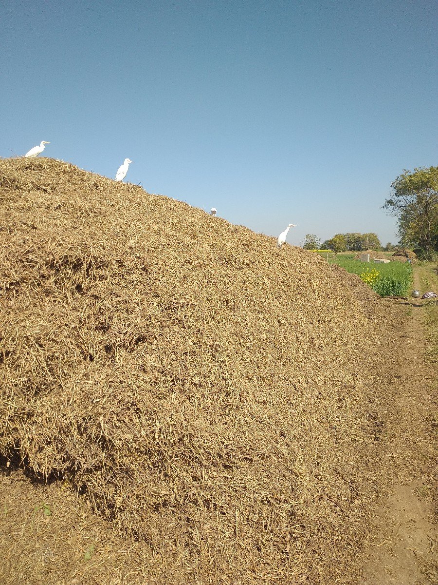 માંડવી નો ભુકો વેચવાનો છે.