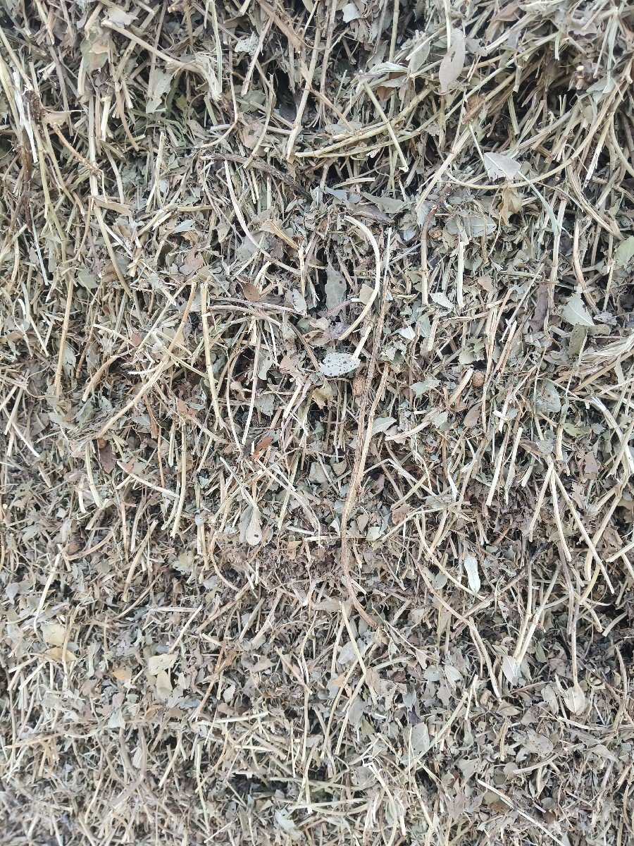 magotu