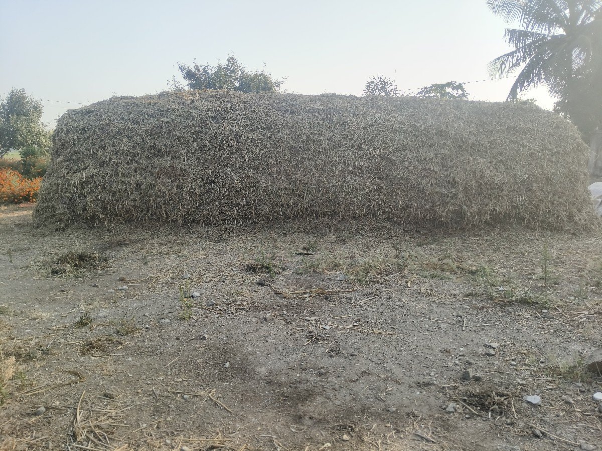 magotu