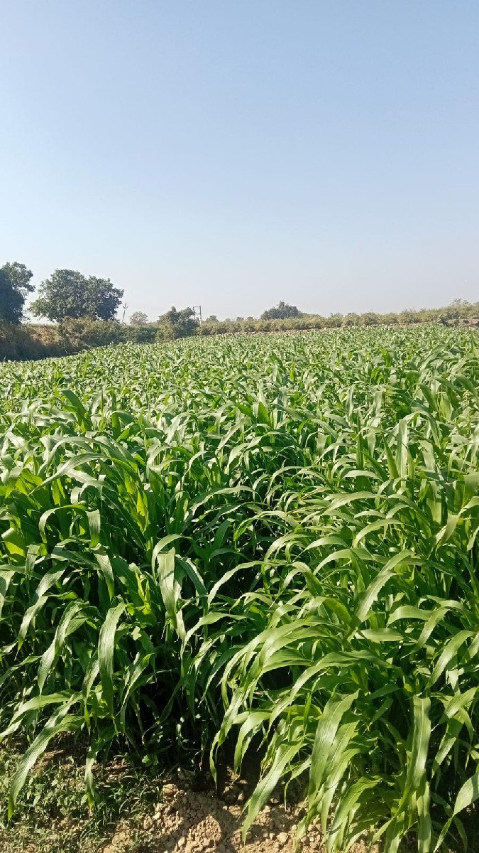 આ મકાઈ વેચવાની છે ,
