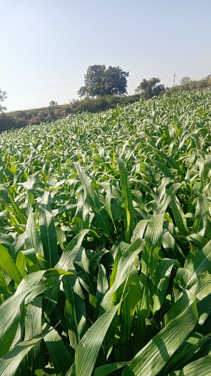 આ મકાઈ વેચવાની છે ,