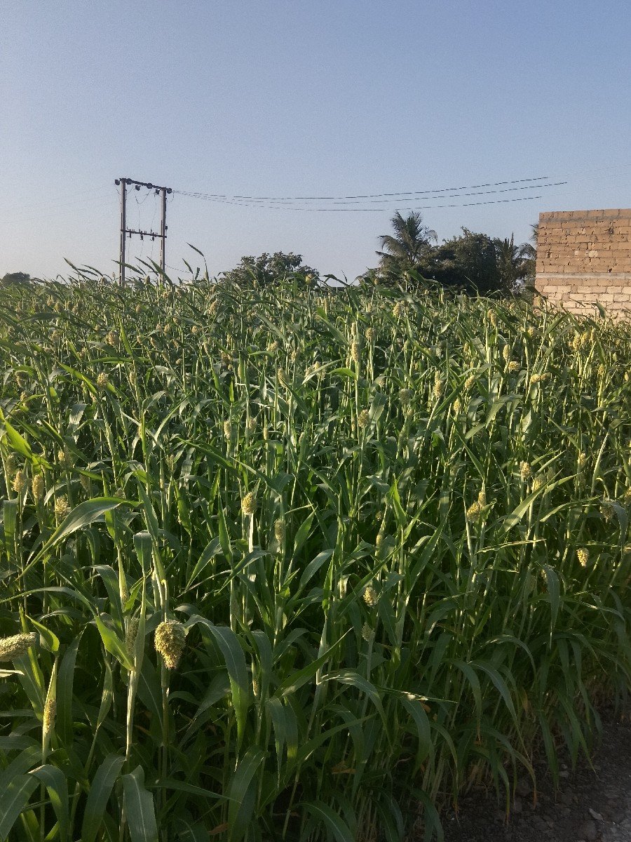 લીલી