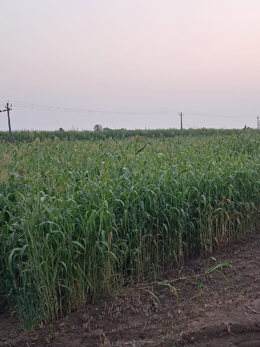 જુવાર લીલી