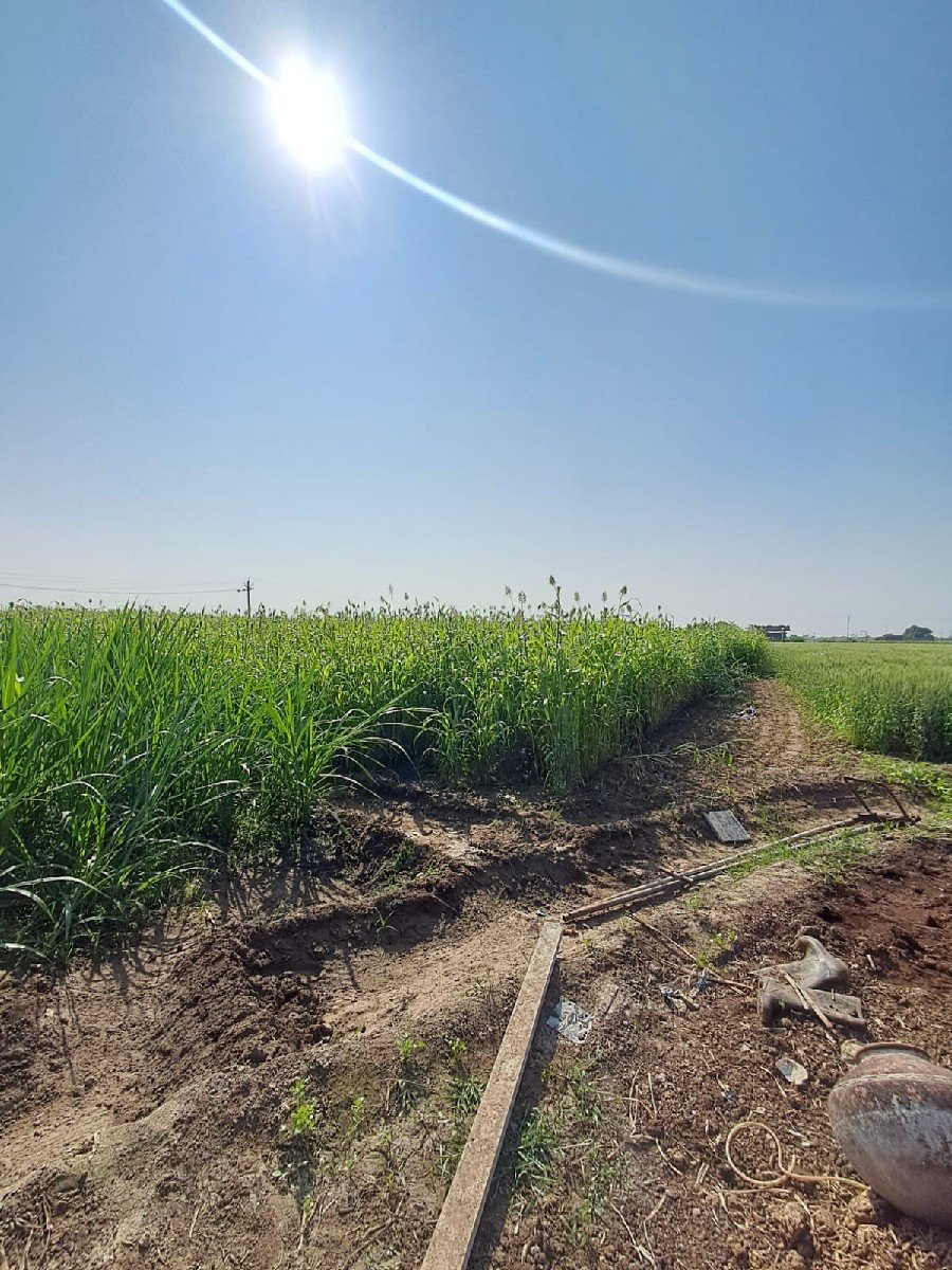 જુવાર લીલી