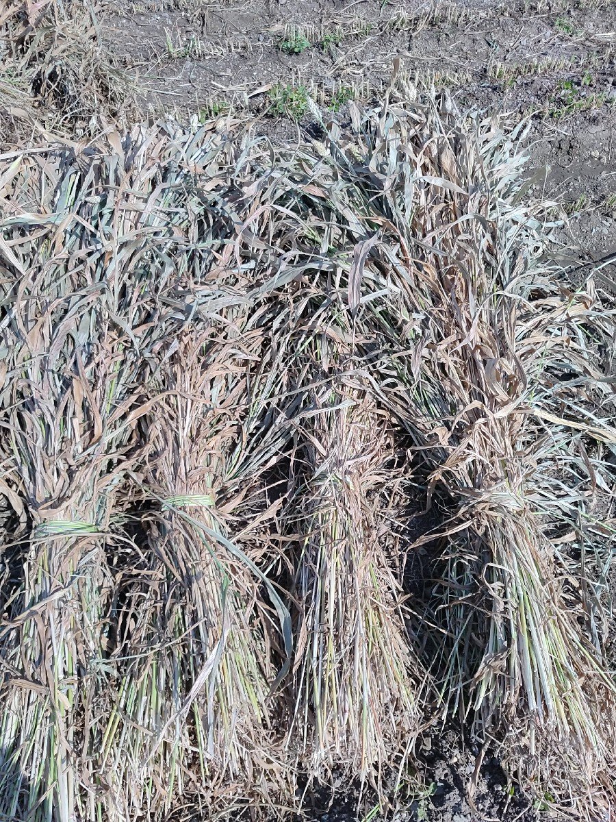 ડુંડા વારી સાર વેચવાની છે