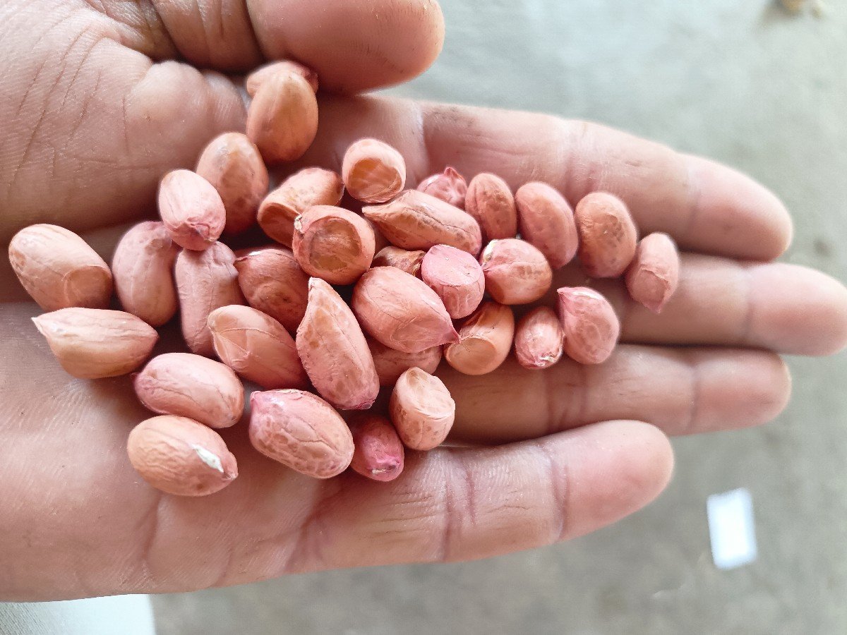 જી 20 મગફળી કોરી