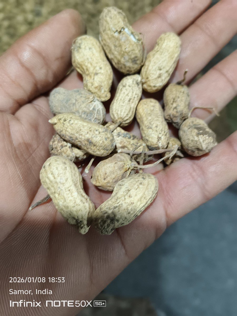 ગિરનાર 4