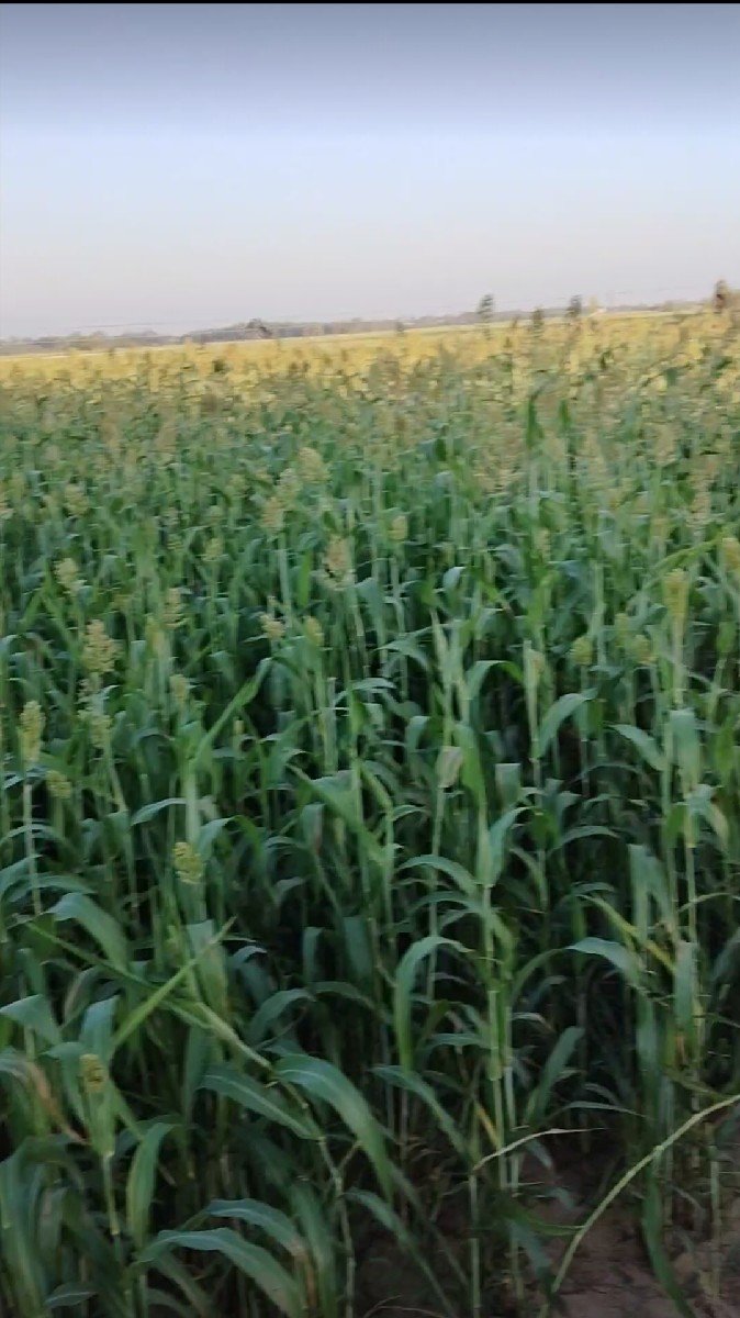 લીલો સારો વેશવાનૌછે