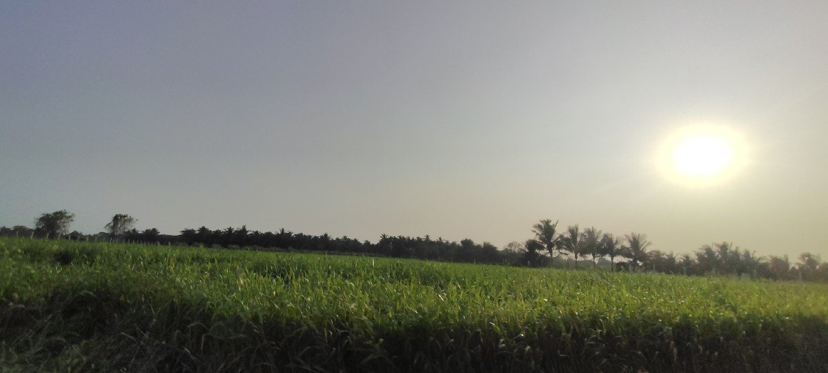 જવાર વેચવાની છે.