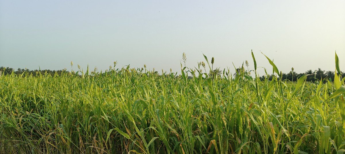 જવાર વેચવાની છે.