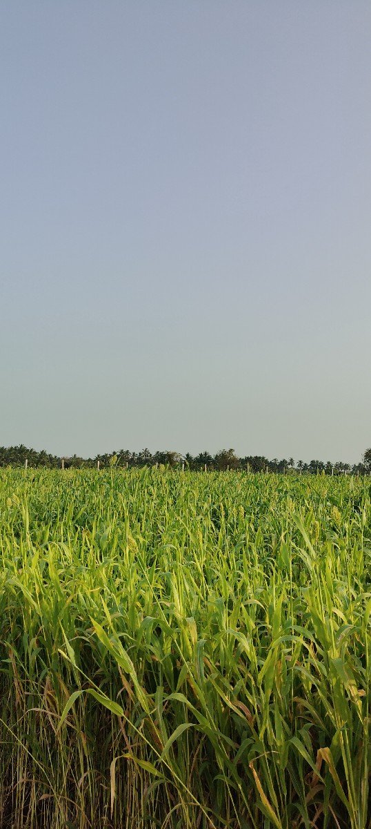 જવાર વેચવાની છે.