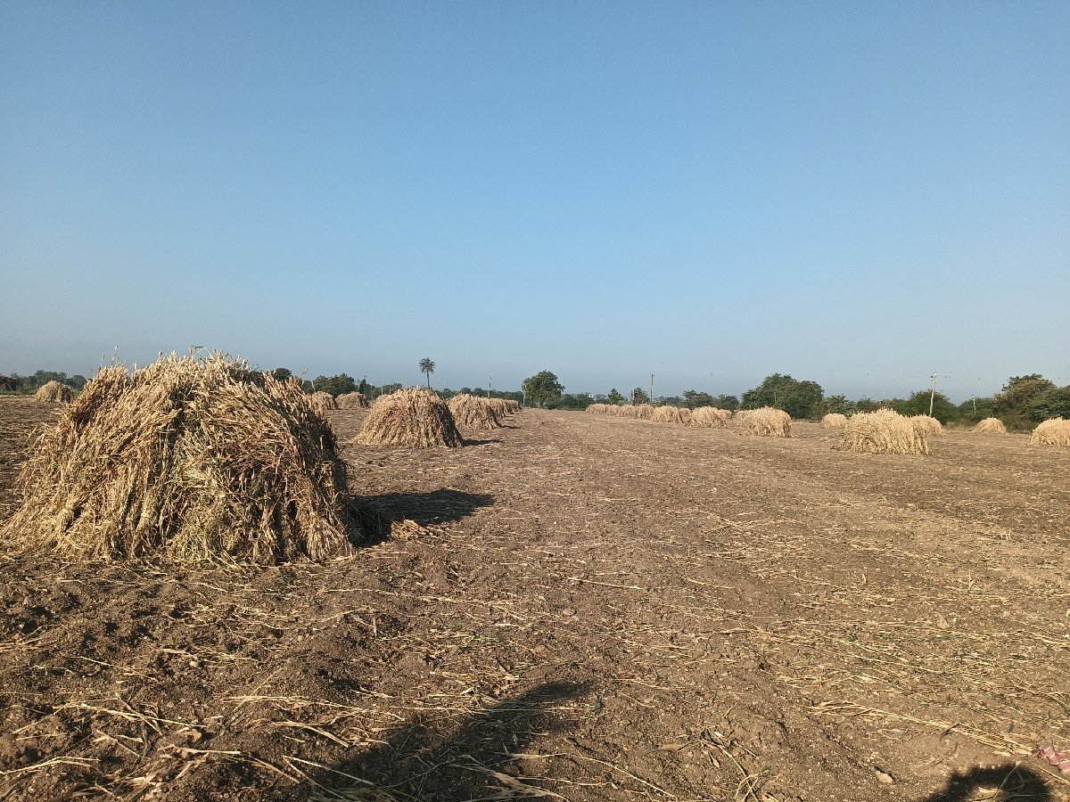 જુવાર ની નીરણ મોટા પુરા