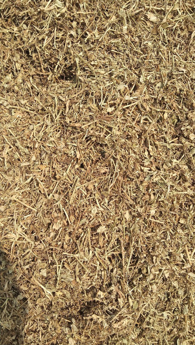 GG 20 મગફળી પાલો
