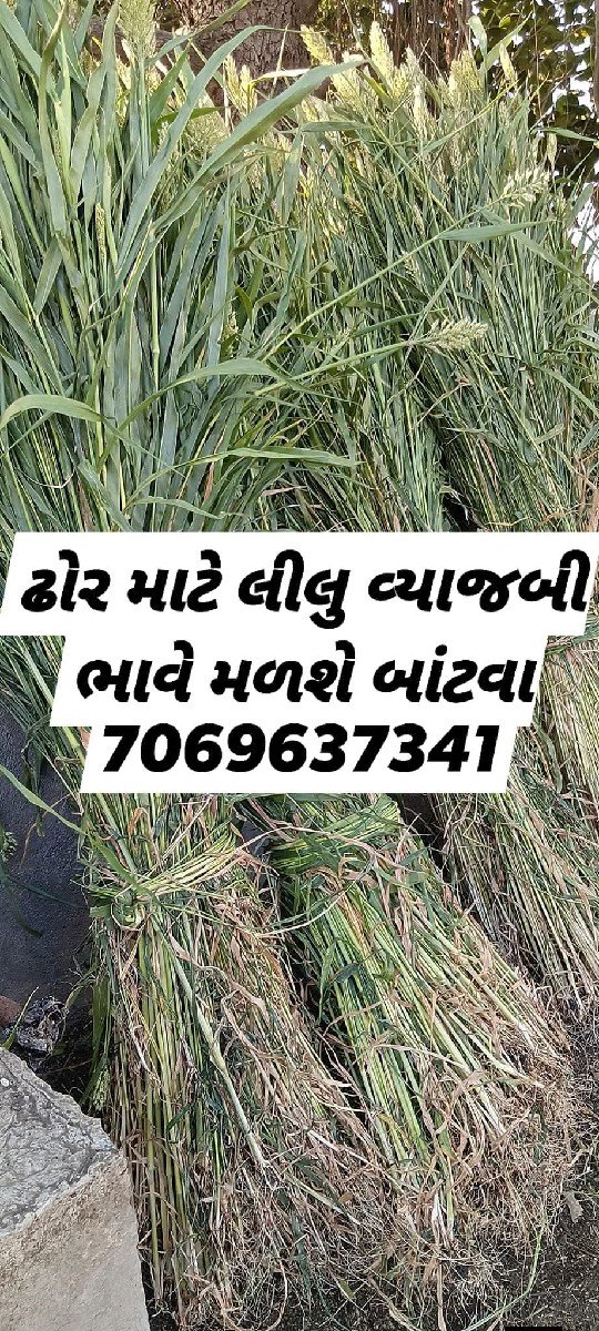 ઢોર માટે લીલું લેવા માટે મળો