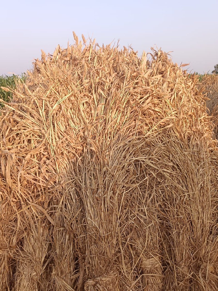 રાવલ