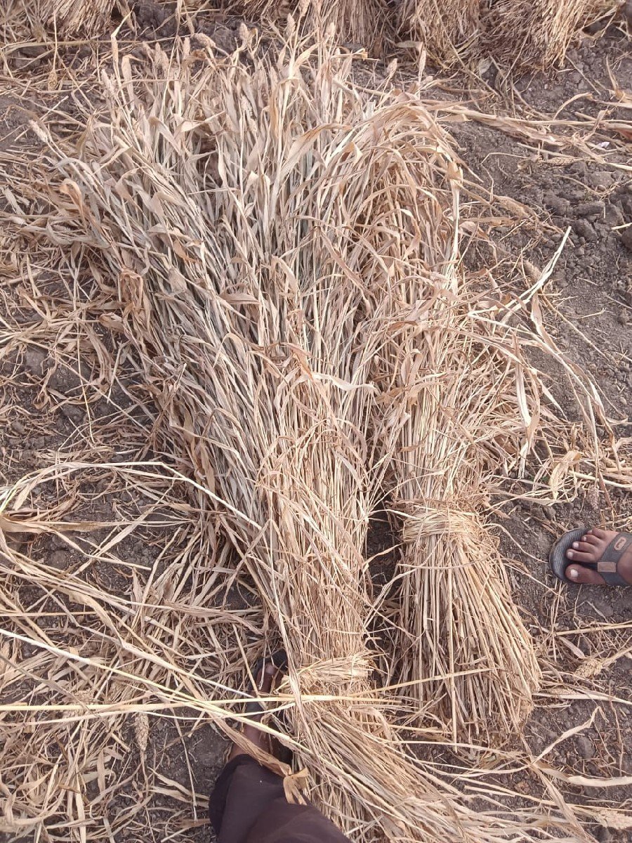 રાવલ