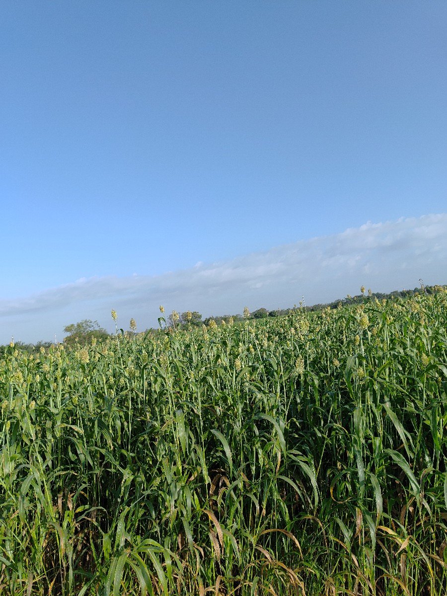જુવાર નું લીલું વેચવાનું છે