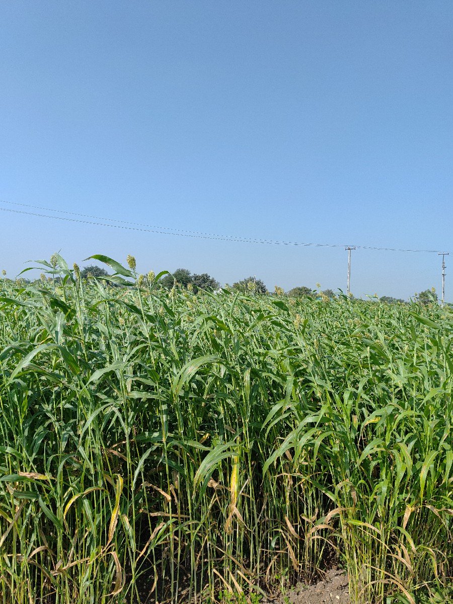 જુવાર નું લીલું વેચવાનું છે