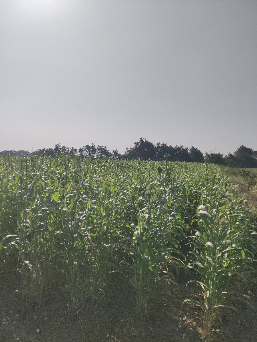 6 વિઘા ની ઉભી જુવાર વેચવા ની છે