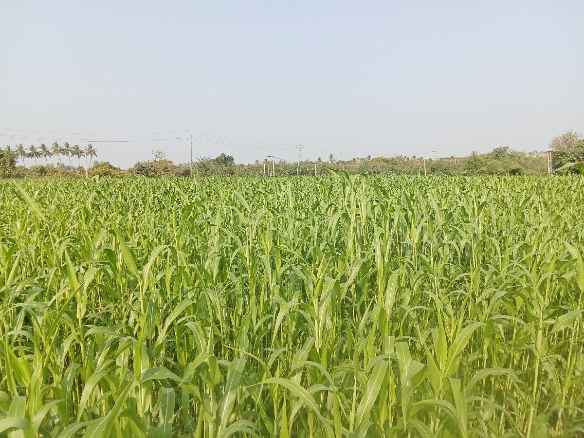 લીલી જુવાર નો શારો વેચવા નો છે.