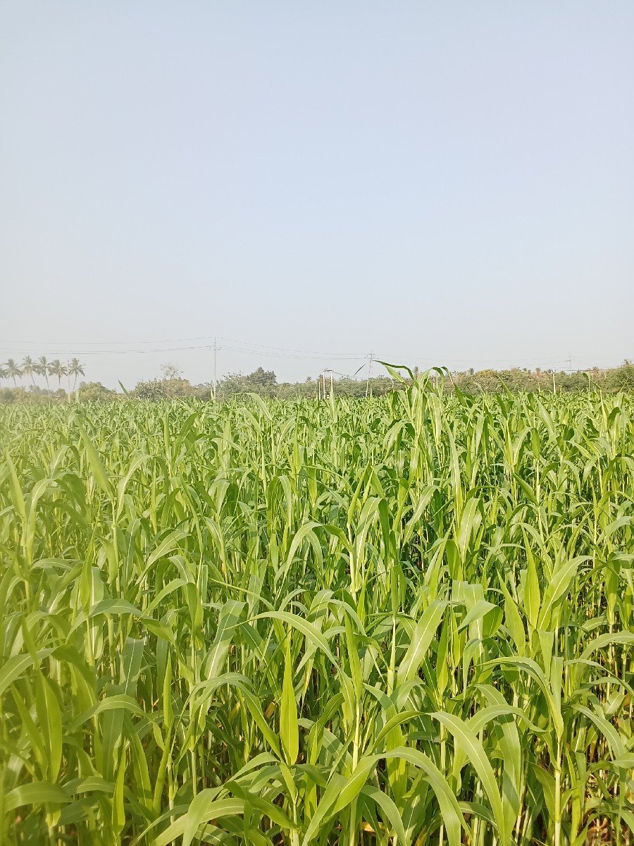 લીલી જુવાર નો શારો વેચવા નો છે.