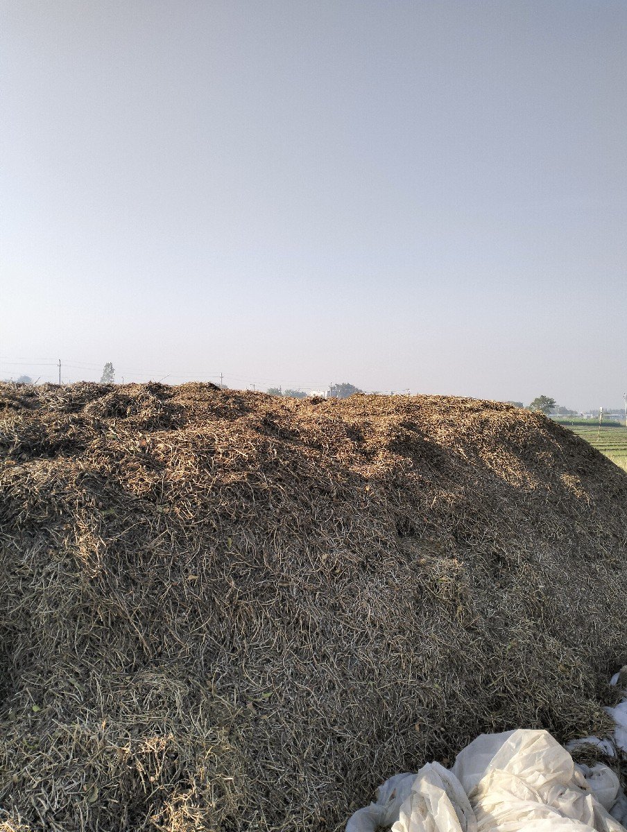 22 નંબર મગફળી