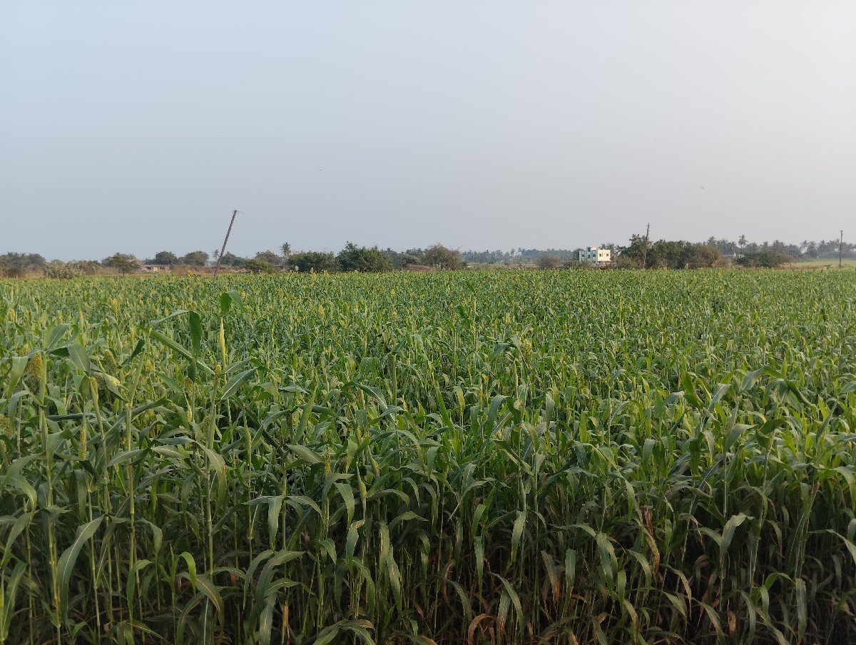 જુવાર