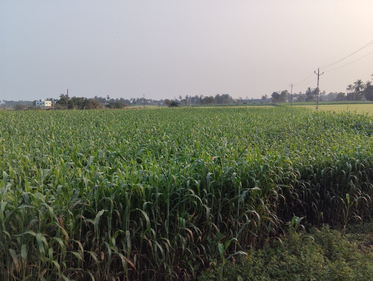 જુવાર