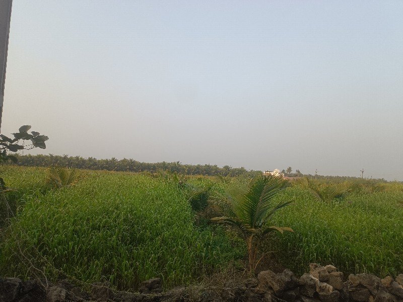 જુવાર નો ચારો