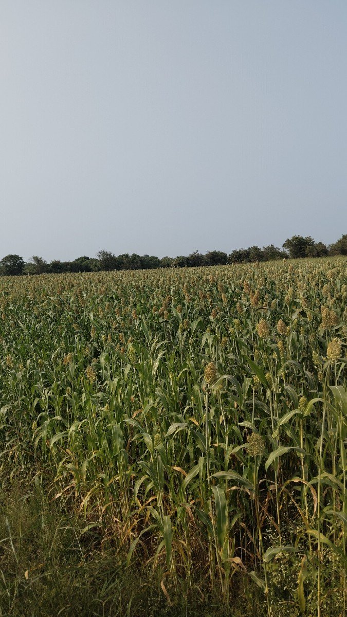 જુવાર છે 5 વિઘા ની