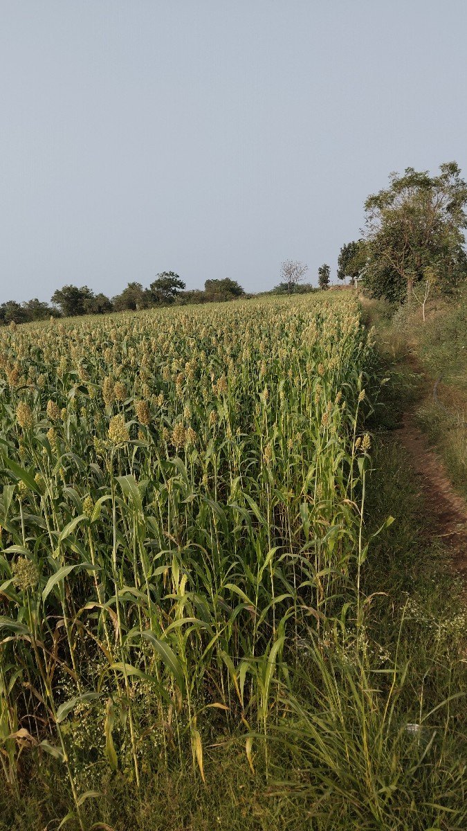 જુવાર છે 5 વિઘા ની