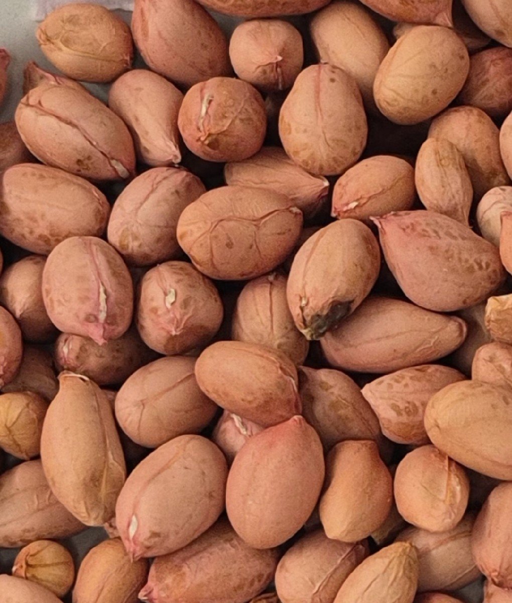 મગફળી બિયારણ