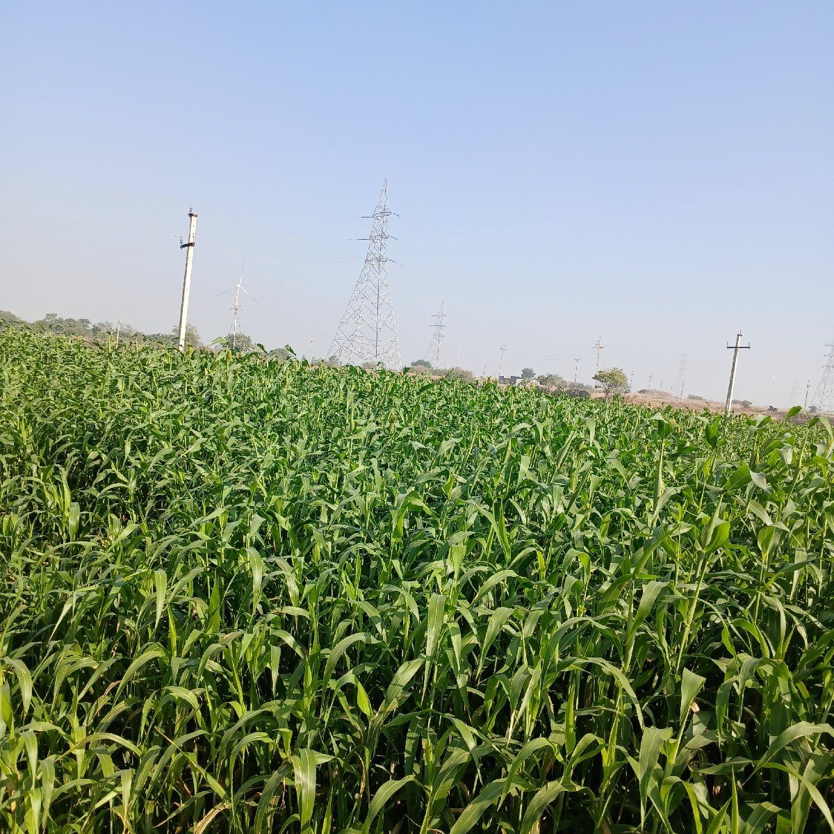 લીલી જુવાર.