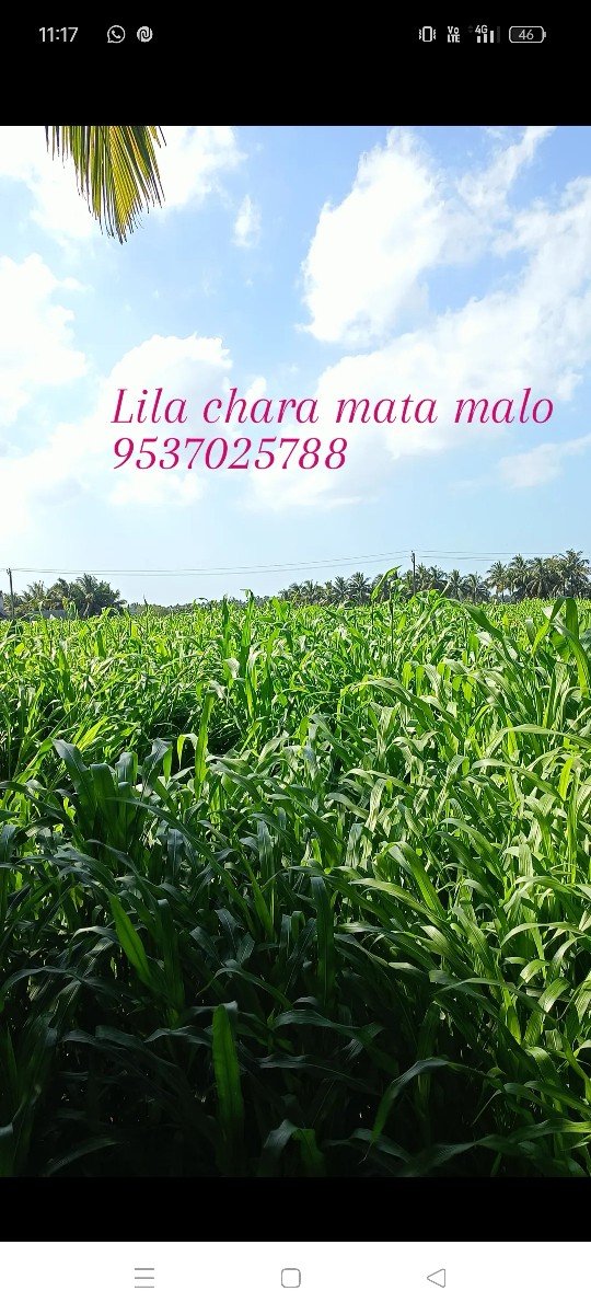 lilo charo