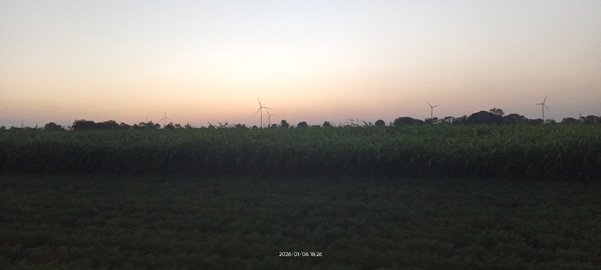લીલી જુવાર