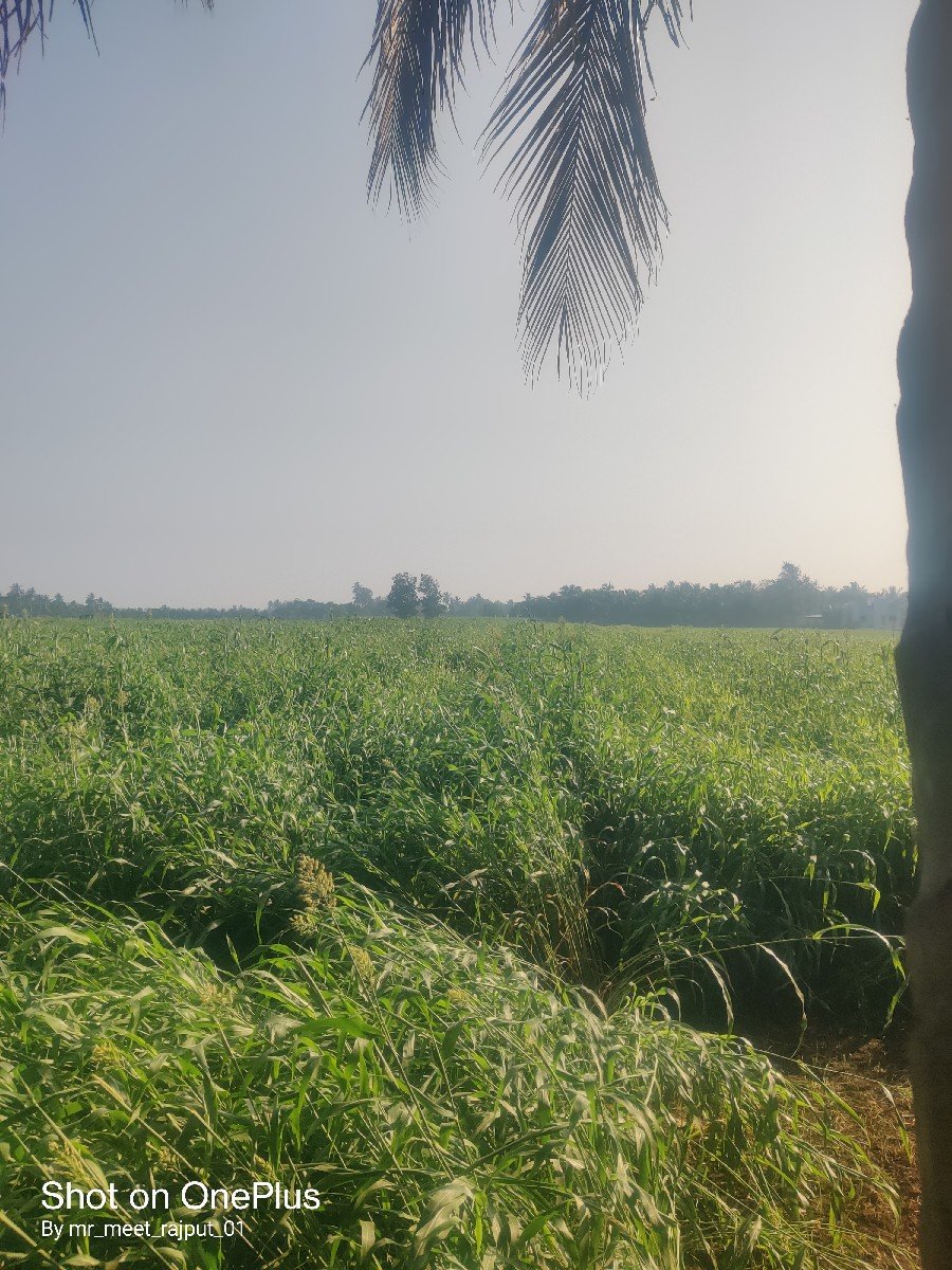 જુવાર નો ચારો