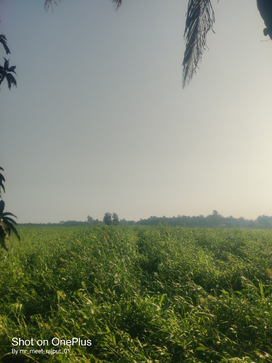 જુવાર નો ચારો