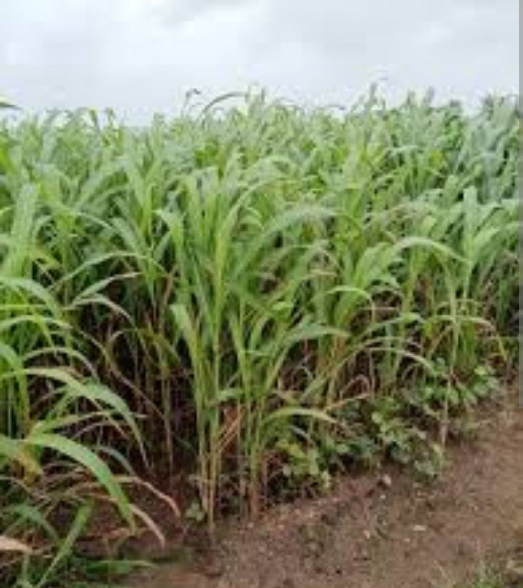 લીલી જુવારનો છારો