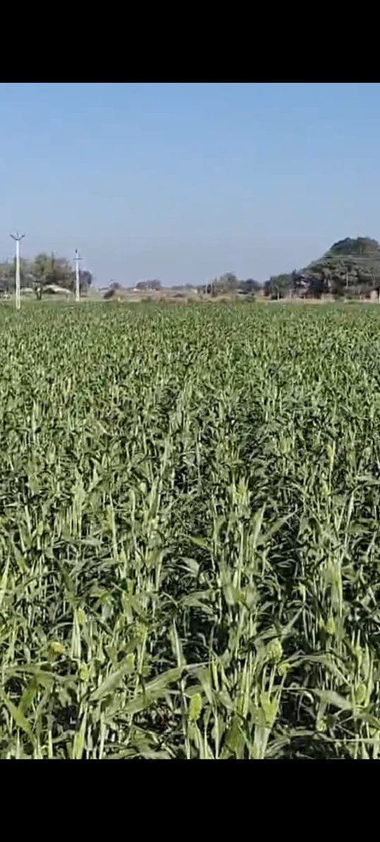 જુવાર