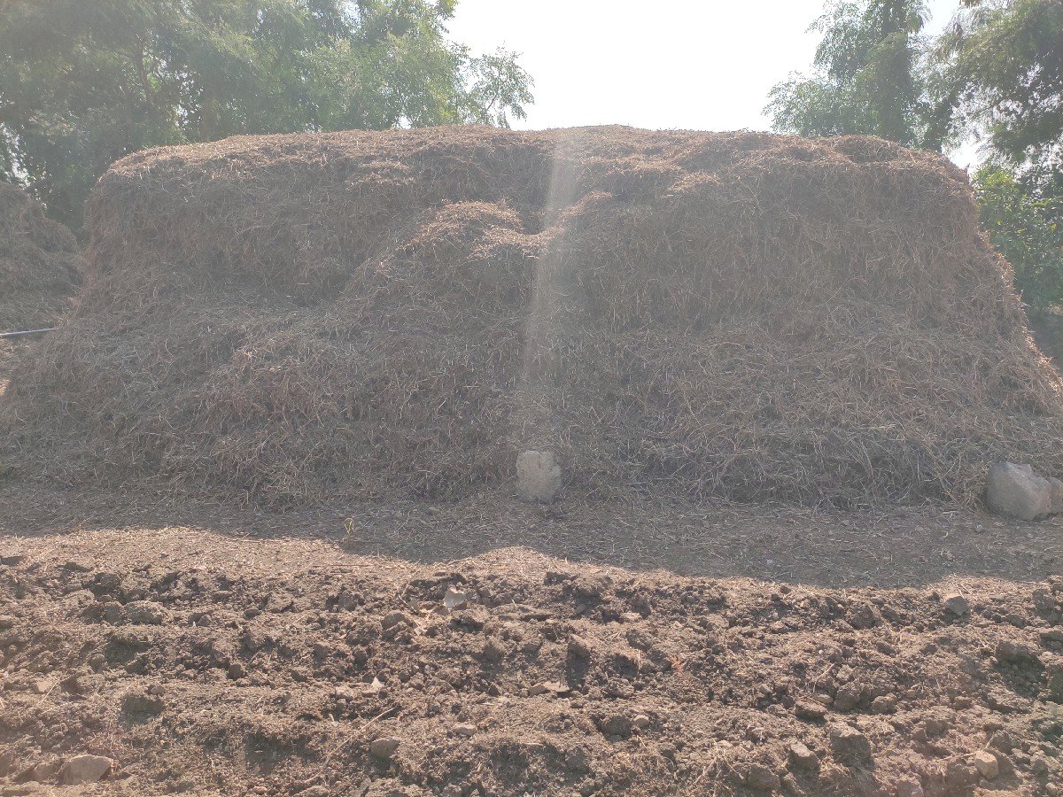 માંડવી નો ભૂકો (પાલો)