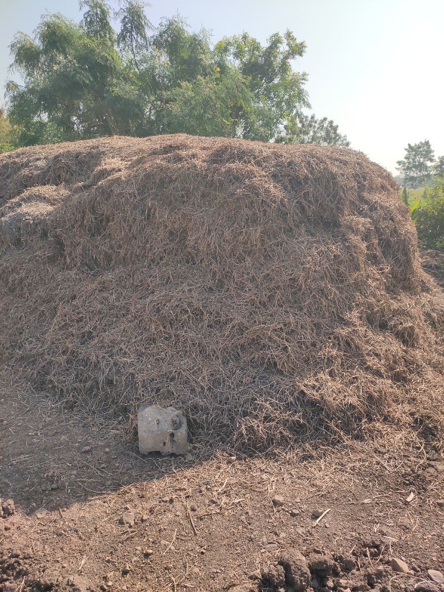 માંડવી નો ભૂકો (પાલો)