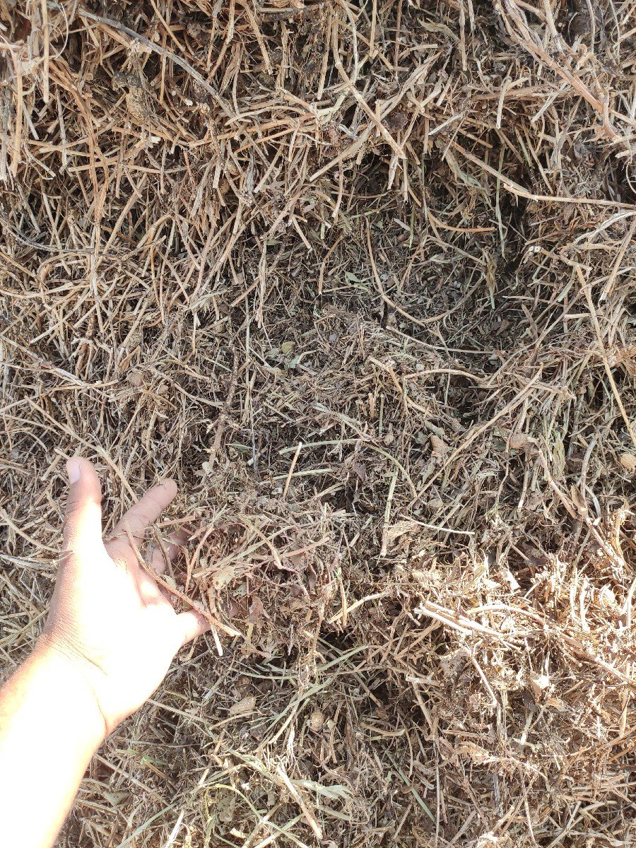 માંડવી નો ભૂકો (પાલો)